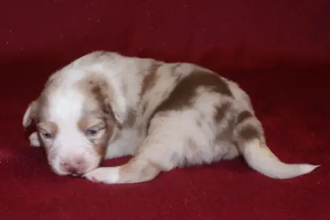 Berger Australien  Femelle Rouge Merle 1 (Tache Gauch 4ee7c