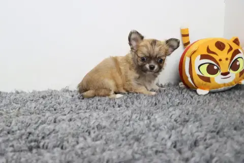 Chihuahua  Poil Long Fauve De La Grande Equinoxe