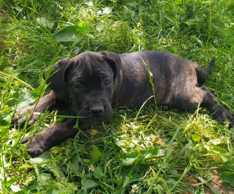 Cane Corso  Collier Fushia De La Tribu Amazone photo 3