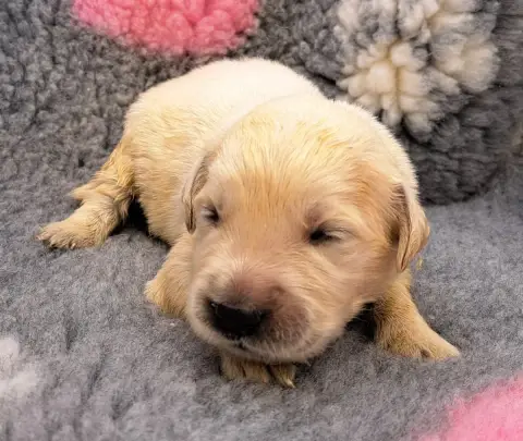 Golden Retriever  Basile