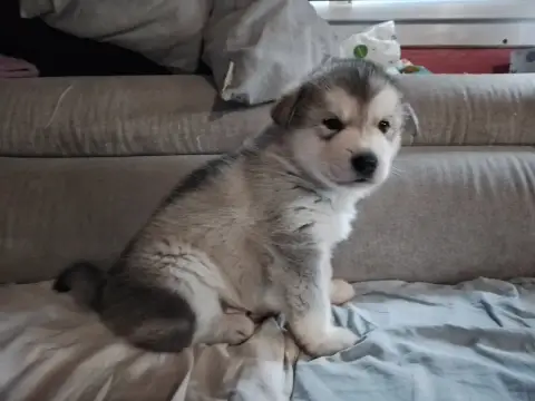 Alaskan Malamute  Chiot N°1 Du Domaine D'Era White