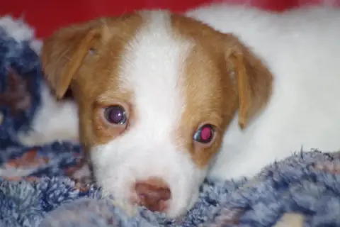 Jack Russell Terrier  Bro A L'Ouest Des Prés De L'Abb 2cb1c photo 2