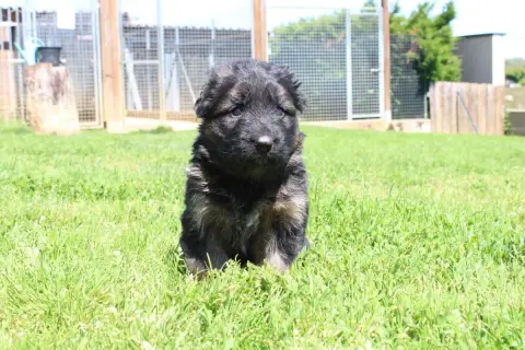 Berger Allemand Poil Long  Chiot 4 De L'Hacienda Del  32fe5