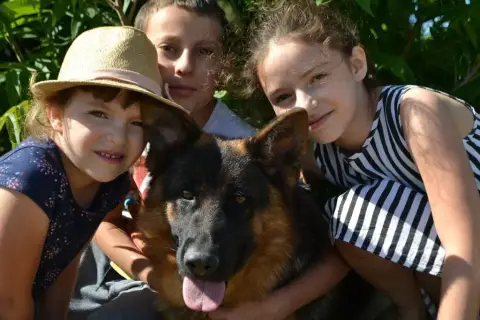 Berger Allemand  Chiot 4 De La Légende D'Asgot photo 3