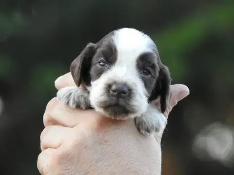 Cocker Spaniel Anglais 
                        Chiot d8fec