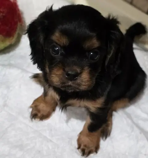 Cavalier King Charles Spaniel  Chiot N°4 Vom Der Rite db87f