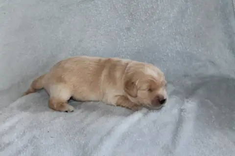 Golden Retriever photo 2