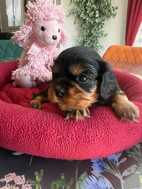 Cavalier King Charles Spaniel  Collier Orange Du Roya d36ed