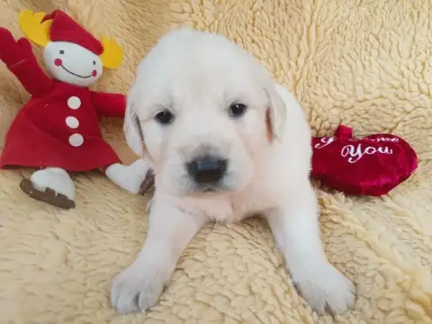 Golden Retriever