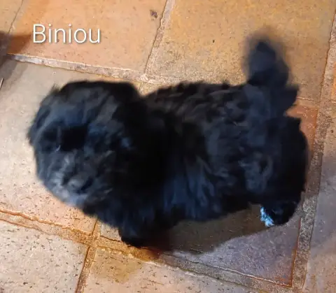 Bichon Havanais  Biniou Le Mini Havanais Toy Tout Noi fe8c0 photo 3