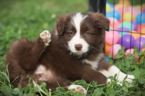 Border Collie  Bliss Sweet Cocoa Slice Of Heaven