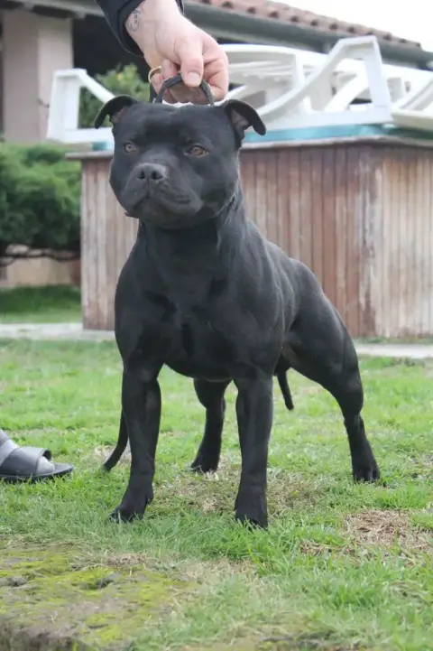 Staffordshire Bull Terrier  Boston Wenilek'S photo 2