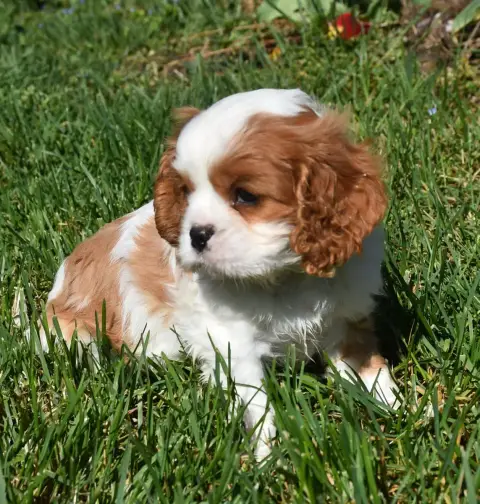 Cavalier King Charles Spaniel  Baloo