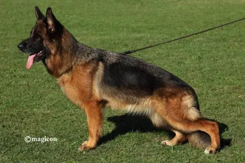 Berger Allemand  Chiot 2 Du Chemin De L'Odon photo 2