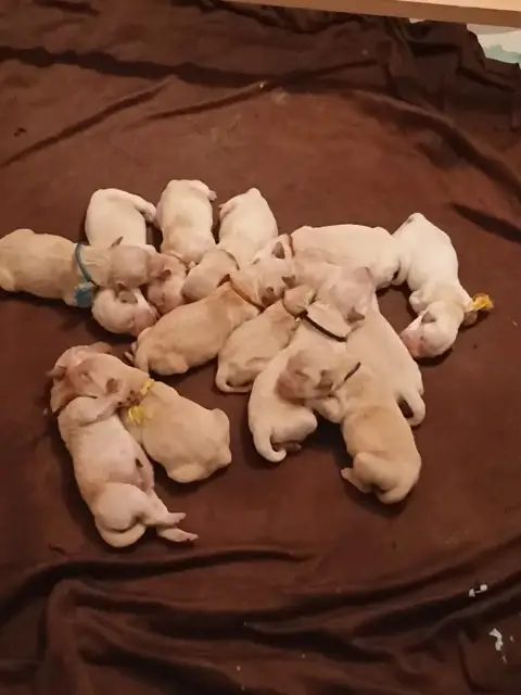 Golden Retriever 
                        Mlle Bleu C dadf7