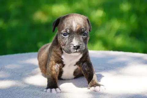 Staffordshire Bull Terrier  Chiot N°1 Forgiveness Ame 9d7da