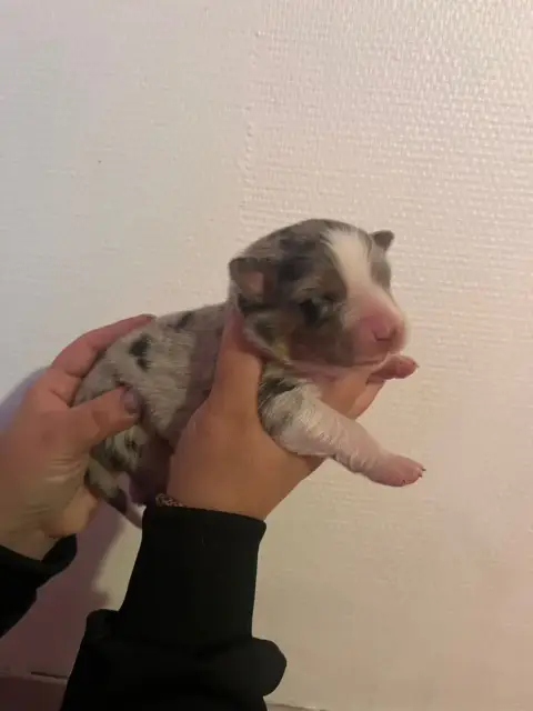 Berger Australien  Chiot N°5