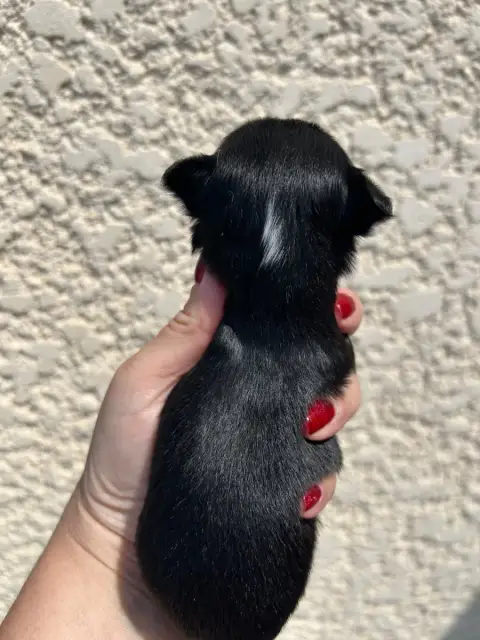 Chihuahua  Bohême Des Petits Trésors D'Angel photo 3