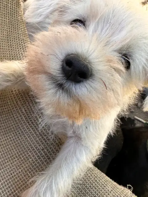 Schnauzer Miniature  Chiot 5 De Tierra Lemi