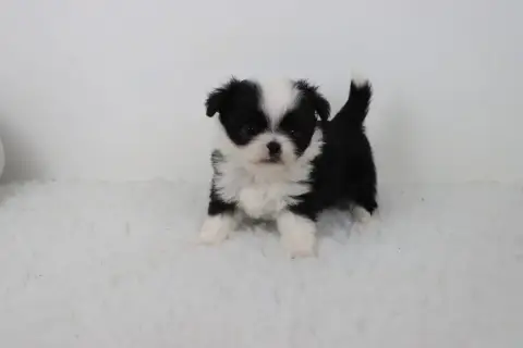 Chihuahua  Poil Long Noir Et Blanc 2 De La Grande Equ bcf17 photo 3