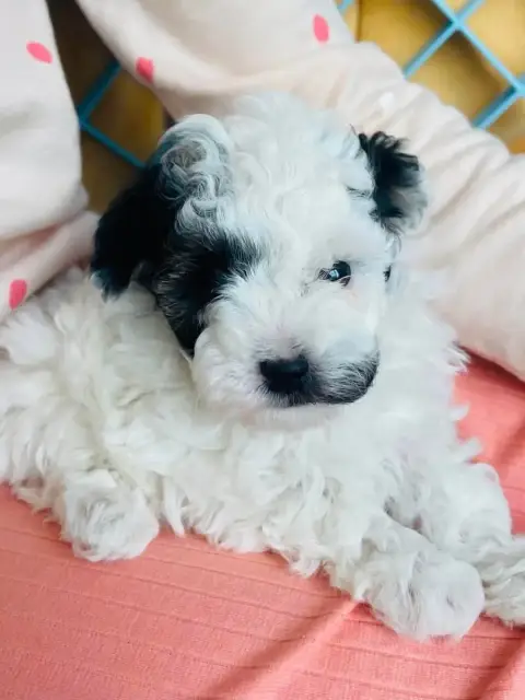 Caniche  Chiot N°1 Du Royaume De La Pompadour