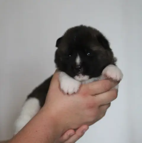Akita Americain  Chiot N°5 Collier Bleu Des Gardiens  0de8a