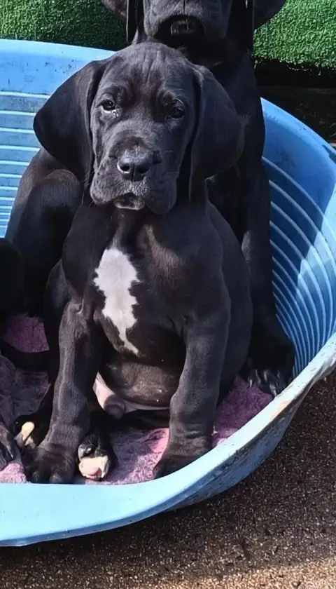 Dogue Allemand  Badboy Des Terres Du Grazo