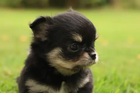Chihuahua  Born To Be Alive "Bonnie" Des Gardiens D'H 290ce photo 3