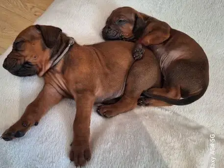 Rhodesian Ridgeback 
                        Bohème D b6184 photo 2
