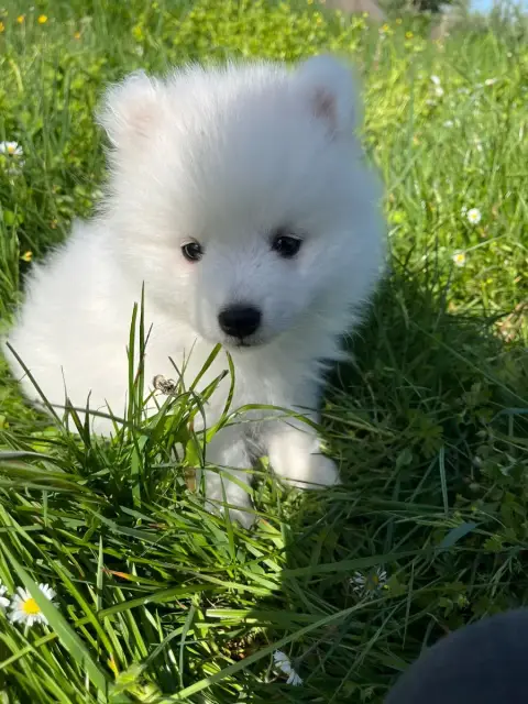 Spitz Japonais  Chiot N°7 De Jerrie Black photo 2