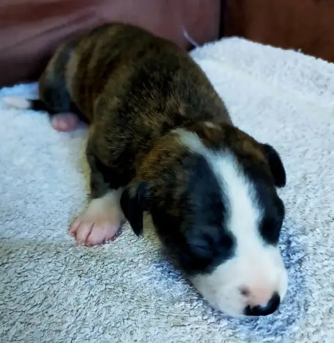 Whippet  Chiot N°4 Des Terres Du Doux Lieu