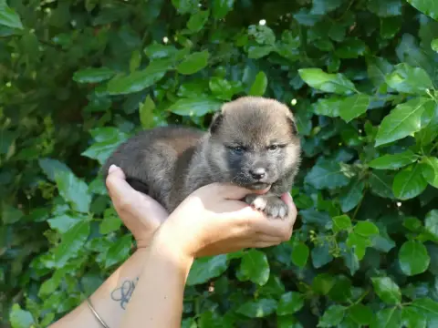 Shiba photo 2