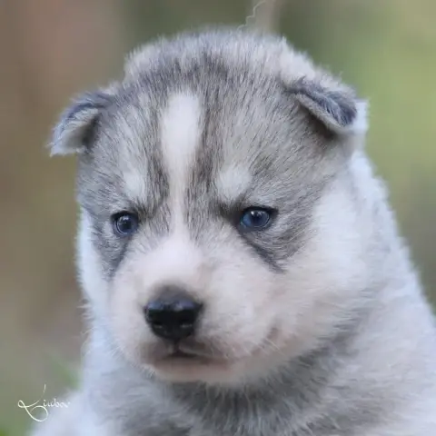 Siberian Husky  Balto Liubov'S