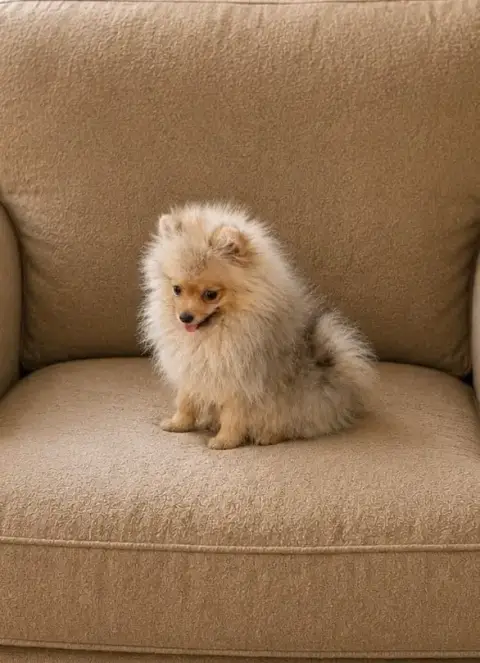 Spitz Allemand  Bonnie Du Clos Des Petites Etoiles
