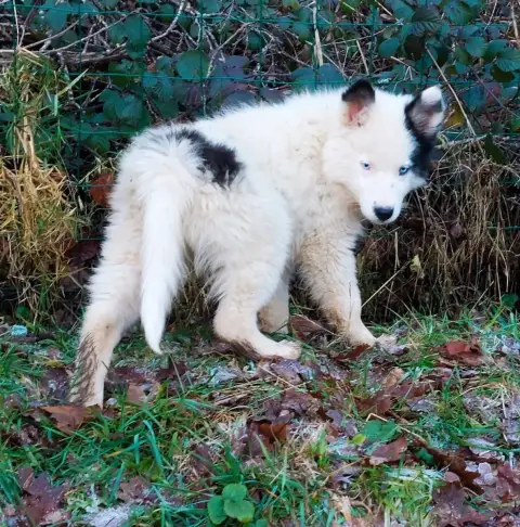 Laika De Iakoutie  Baisse De Prix Top Chiots Laika *  d339a photo 2