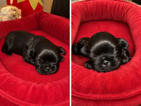 Shih Tzu 
                        B .. Des Canailles  5e659