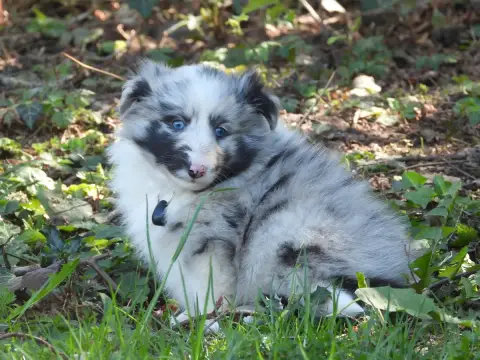 Shetland Sheepdog  Chiot N°1 Du Sapin Vert photo 3