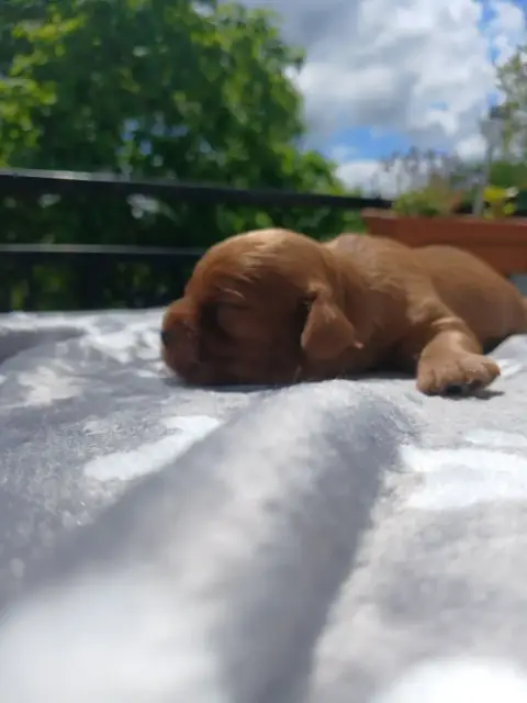 Cavalier King Charles Spaniel  Chiot N°3 Des Merveill ebdb8