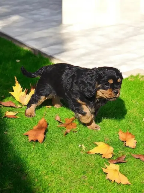 Cavalier King Charles Spaniel  Baku Des Heritiers De  cce83 photo 2