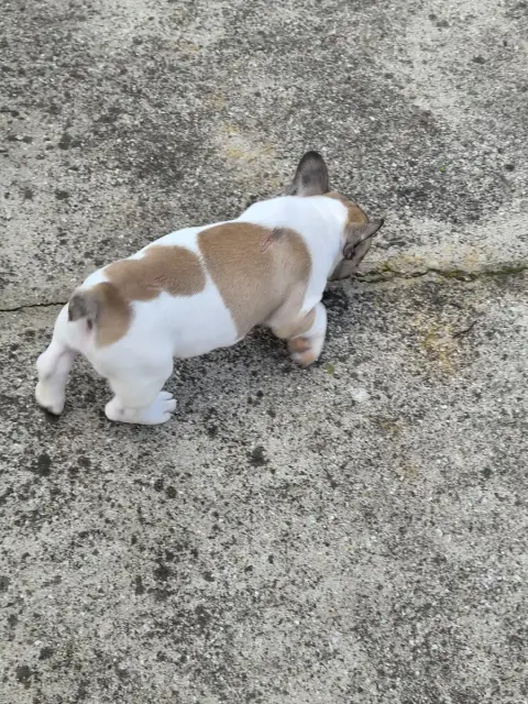 Bouledogue Français  Chiot N°2 Des Fauves De La Gueri 6e218