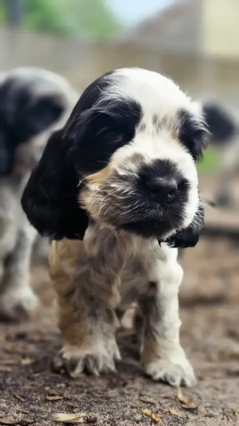 Cocker Spaniel Anglais  Mâle Bleu Des Lacs De La Cote 40b39