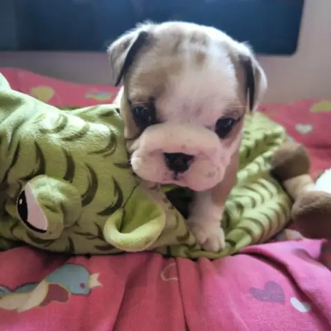 Bulldog Anglais  3 Des Bulls Du Cyan
