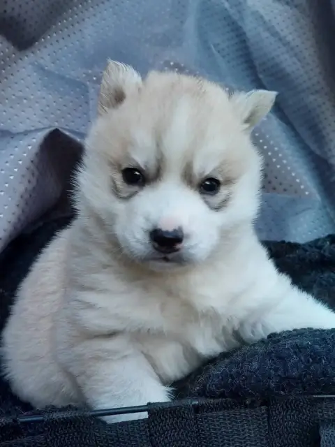 Siberian Husky photo 3