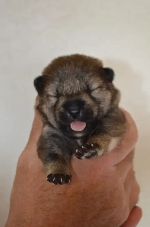 Shiba  Chiot 3 Sumidagawasou photo 2