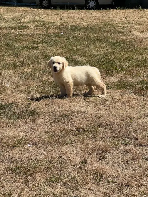 Golden Retriever  Boshira De L Eternel Mitness