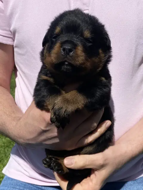 Rottweiler photo 3