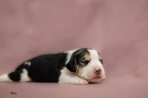 Beagle  Collier Bleu Foncée Du Domaine D'Amandine