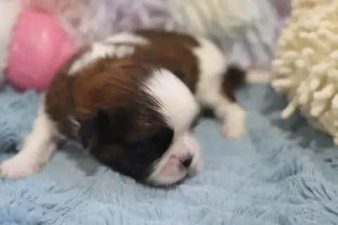 Shih Tzu  Barbass De La Ferme Des Mottes photo 3