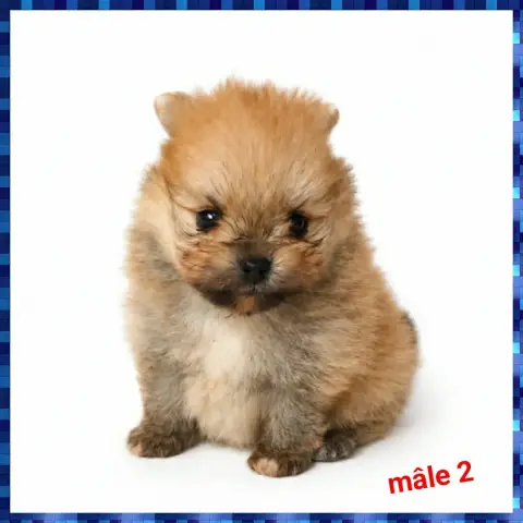 Spitz Allemand  Chiot N°2