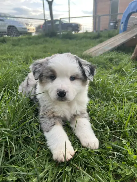 Berger Américain Miniature  Chiot N°1 Du Giron